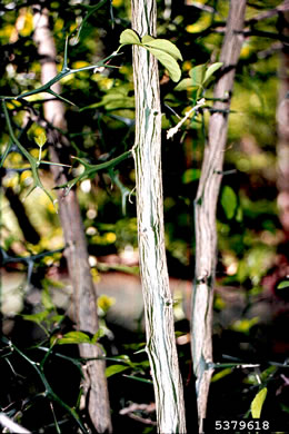 image of Citrus trifoliata, Trifoliate Orange, Hardy Orange