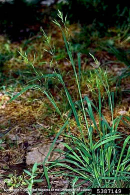 image of Bromus catharticus var. catharticus, Rescue Grass