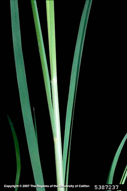 image of Cortaderia selloana, Pampasgrass