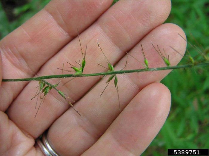 image of Oplismenus undulatifolius, Wavyleaf Basketgrass