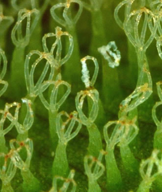 image of Salvinia molesta, Giant Salvinia, Kariba Weed