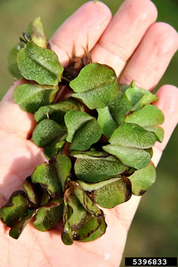 image of Salvinia molesta, Giant Salvinia, Kariba Weed