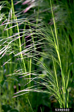 image of Bromus sterilis, Poverty Brome, Barren Brome, Cheatgrass