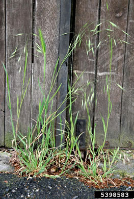 image of Bromus sterilis, Poverty Brome, Barren Brome, Cheatgrass