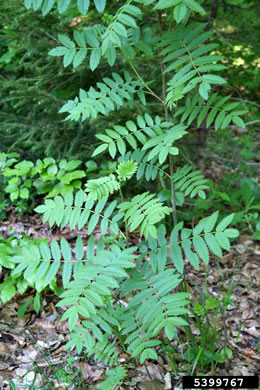 image of Sorbus aucuparia ssp. aucuparia, European Mountain-ash, Rowan