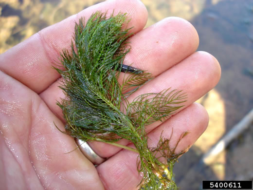 image of Myriophyllum spicatum, Eurasian Water-milfoil