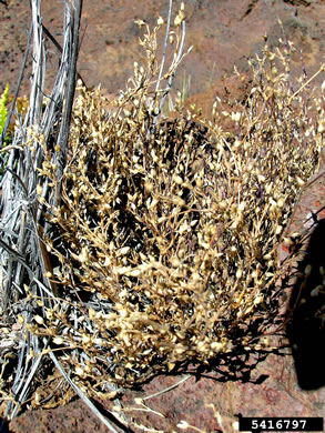 image of Arenaria serpyllifolia, Large Thymeleaf Sandwort