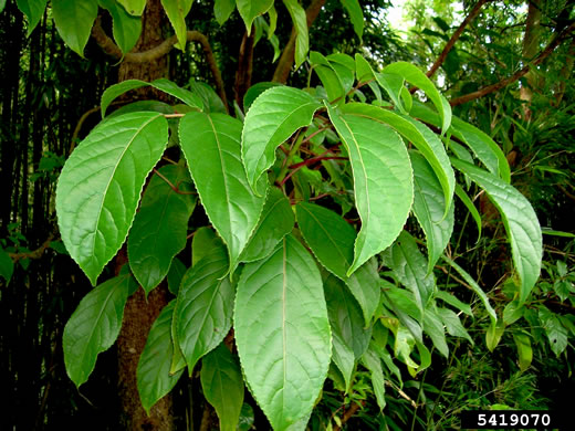 image of Bischofia javanica, Japanese Bishopwood, Javawood, Toog, Uriam