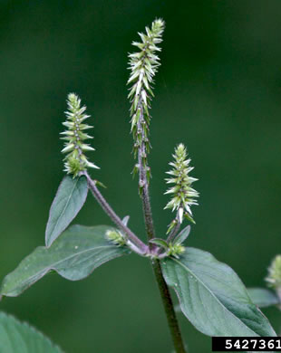 image of Achyranthes japonica var. hachijoensis, Japanese Chaff-flower