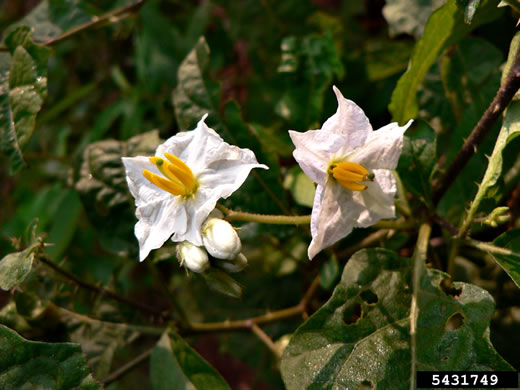 image of Solanum viarum, Tropical Soda-apple