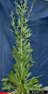 image of Cichorium intybus, Chicory, Blue-sailors, Succory