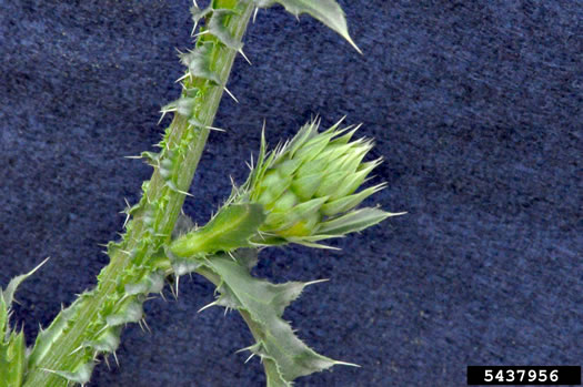 image of Carduus nutans, Nodding Thistle, Musk Thistle