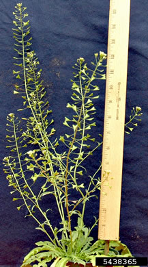 image of Capsella bursa-pastoris, Common Shepherd's Purse