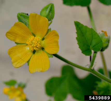 image of Abutilon theophrasti, Velvetleaf, Indian Mallow, Butterprint