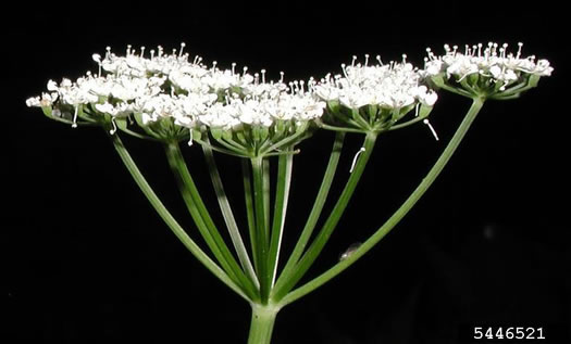 image of Aegopodium podagraria, Goutweed, Bishop's Weed