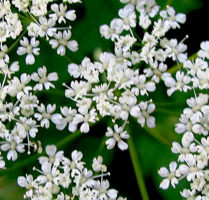 image of Aegopodium podagraria, Goutweed, Bishop's Weed