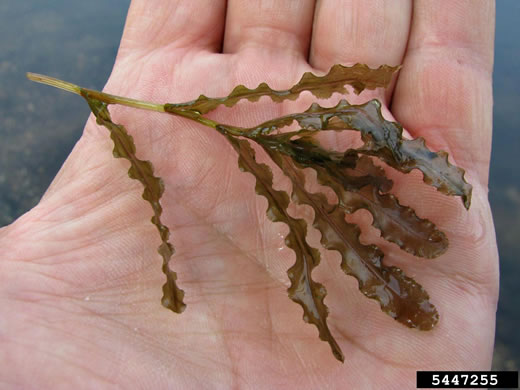 image of Potamogeton crispus, Curly Pondweed, Curled Pondweed, Curly-leaf Pondweed