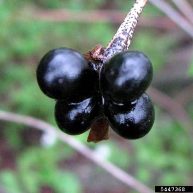 image of Rhodotypos scandens, Jetbead