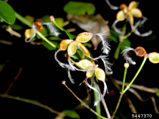 image of Clematis terniflora, Sweet Autumn Clematis, Yam-leaved Clematis, Sweet Autumn Virgin's Bower, Japanese Virgin's-bower