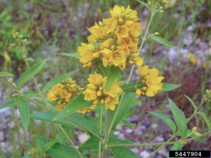 image of Lysimachia vulgaris, Garden Loosestrife