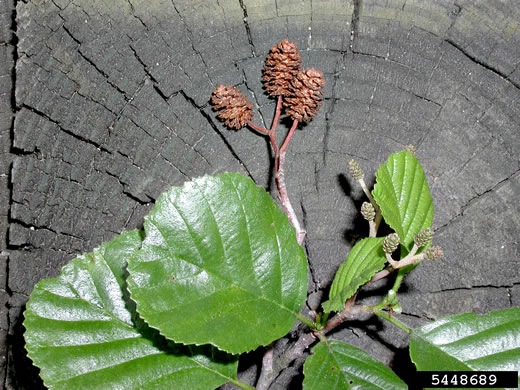 image of Alnus glutinosa, Black Alder, European Alder