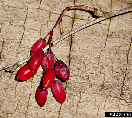 image of Berberis vulgaris, European Barberry, Common Barberry