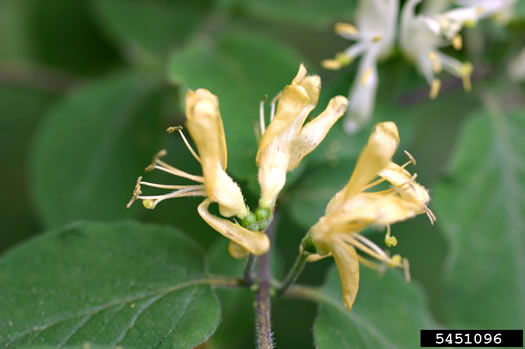 image of Lonicera xylosteum, European Fly-honeysuckle, Dwarf Honeysuckle