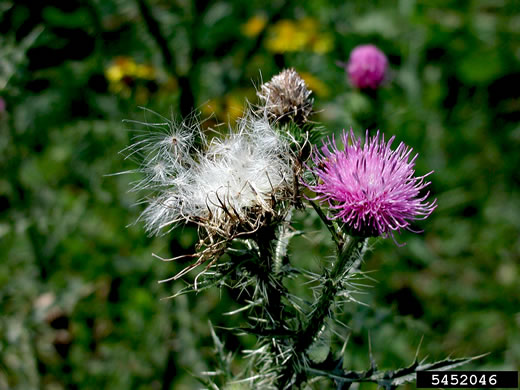 image of Carduus nutans, Nodding Thistle, Musk Thistle