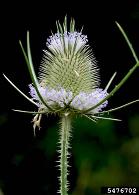 image of Dipsacus fullonum, Wild Teasel, Common Teasel