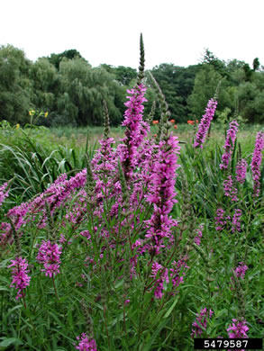 image of Lythrum salicaria, Purple Loosestrife