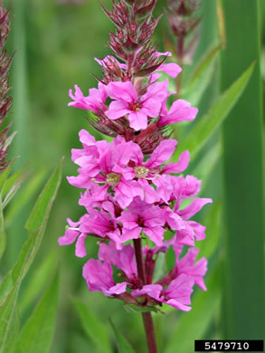 image of Lythrum salicaria, Purple Loosestrife