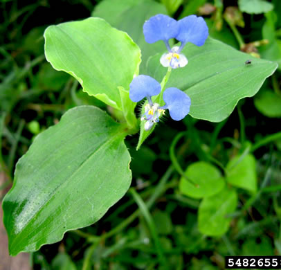 image of Commelina benghalensis, Tropical Spiderwort, Benghal Dayflower