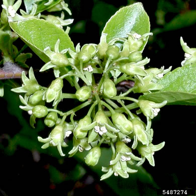 image of Celastrus orbiculatus, Oriental Bittersweet