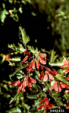 image of Acer ginnala, Amur Maple