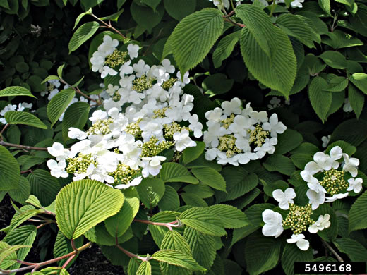 image of Viburnum plicatum, Japanese Snowball Viburnum, Doublefile Viburnum