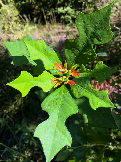 image of Euphorbia cyathophora, Wild Poinsettia, Painted Leaf, Fire-on-the-mountain