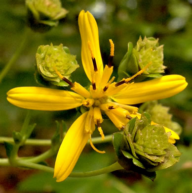 image of Silphium compositum var. compositum, Carolina Rosinweed, Compassplant, Rhubarb-leaved Rosinweed