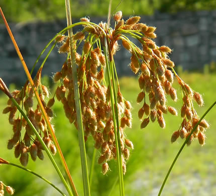 image of Scirpus cyperinus, Woolgrass Bulrush, Marsh Bulrush, Woolly Bulrush