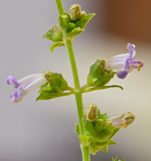 image of Cantinoa mutabilis, Tropical Bushmint