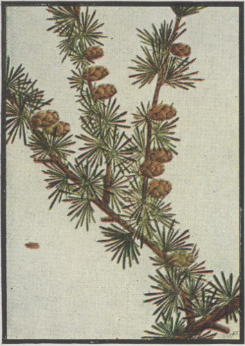 image of Larix laricina, Eastern Tamarack, Eastern Larch