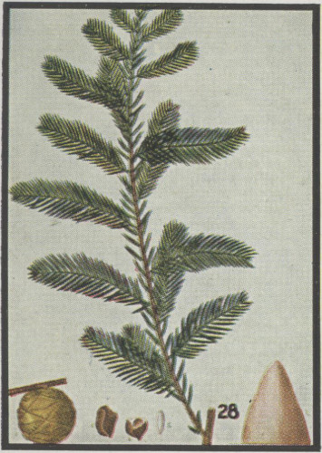 image of Taxodium distichum, Bald Cypress