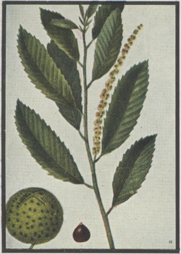 image of Castanea pumila, Common Chinquapin, Chinkapin, Allegheny Chinquapin