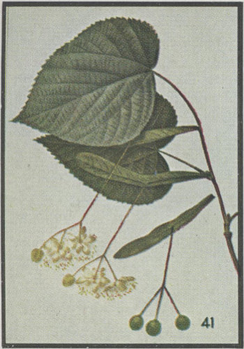 image of Tilia americana var. americana, American Basswood, Northern Basswood