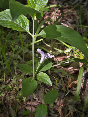 image of Ruellia purshiana, Pursh's Wild-petunia