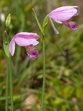 image of Pogonia ophioglossoides, Rose Pogonia, Snakemouth Orchid, Beardflower, Addermouth