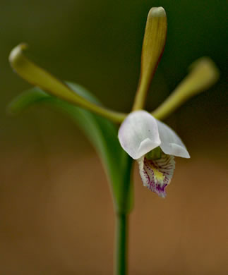 image of Cleistesiopsis bifaria, Appalachian Dragonhead Pogonia, Appalachian Small Spreading Pogonia, Smaller Rosebud Orchid, Upland Spreading Pogonia