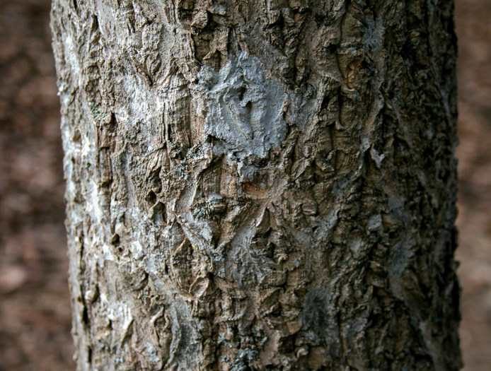 image of Phellodendron amurense, Amur Cork-tree, Northern Cork-tree, Japanese Cork-tree