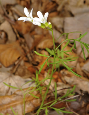 image of Cardamine dissecta, Dissected Toothwort, Fineleaf Toothwort, Forkleaf Toothwort