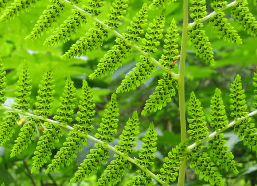 image of Athyrium angustum, Northern Lady Fern