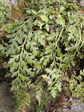 image of Asplenium montanum, Mountain Spleenwort